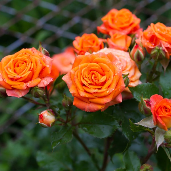 Bloomique - 3er-Set - Topfrosen Orange - Für drinnen und draußen geeignet - Zimmerpflanzen - Gartenpflanzen - Terrassenpflanzen - Winterhart - 20-30 cm Hoch - Topf 12 cm