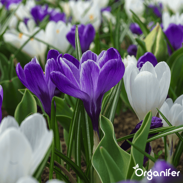 Nahaufnahme von Krokussen im Gartenbeet