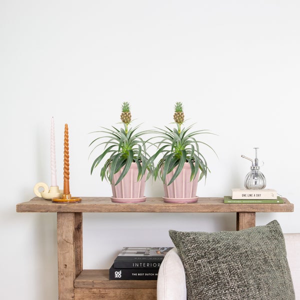 Bloomique - 2er Set - Ananas Comosus - Ananas Pflanze - Bromelien - Zimmerpflanzen - Luftreinigend - Höhe 30-40 cm - Topf 12 cm