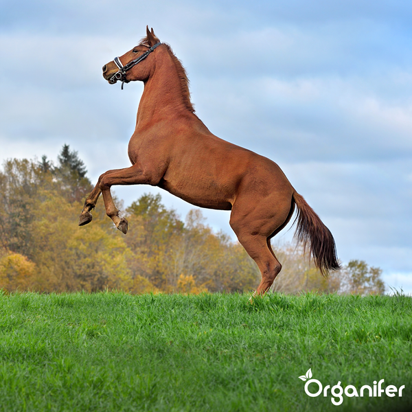 Steigendes braunes Pferd auf einer grünen Weide vor herbstlichen Bäumen und Organifer Logo.