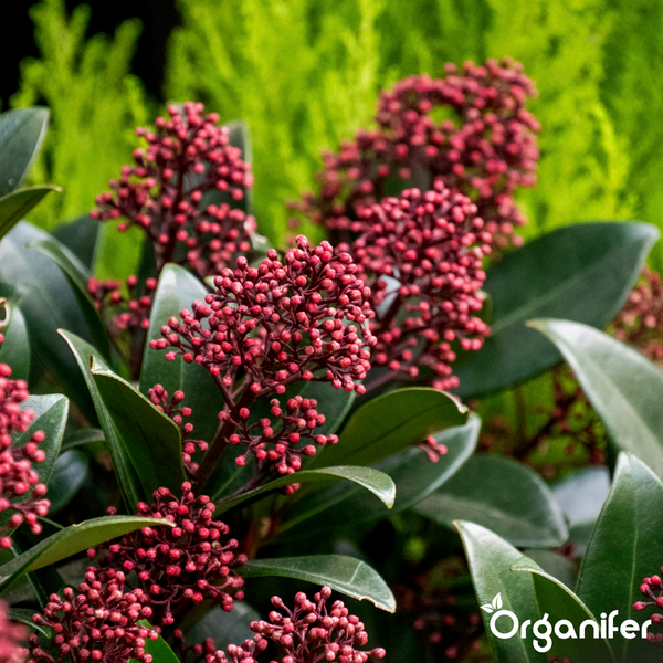 Skimmia japonica mit grünen Blättern und roten Blütenknospen. Organifer Logo.