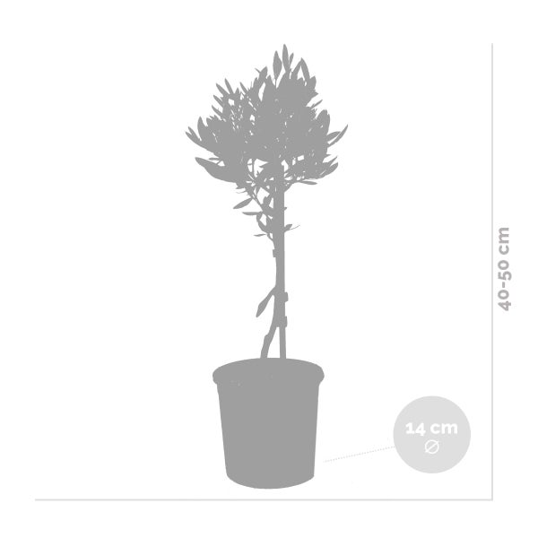 Olea Europaea - Olivenbaum auf Stamm - Baum - Winterhart – ⌀14 cm - ↕40-50 cm