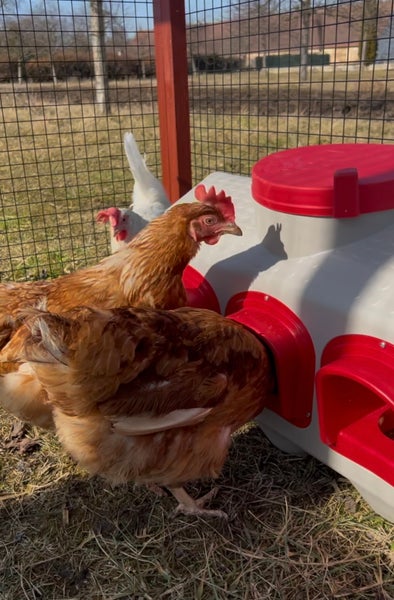 Hühnerlegebox mit drei Nestern für Hühner