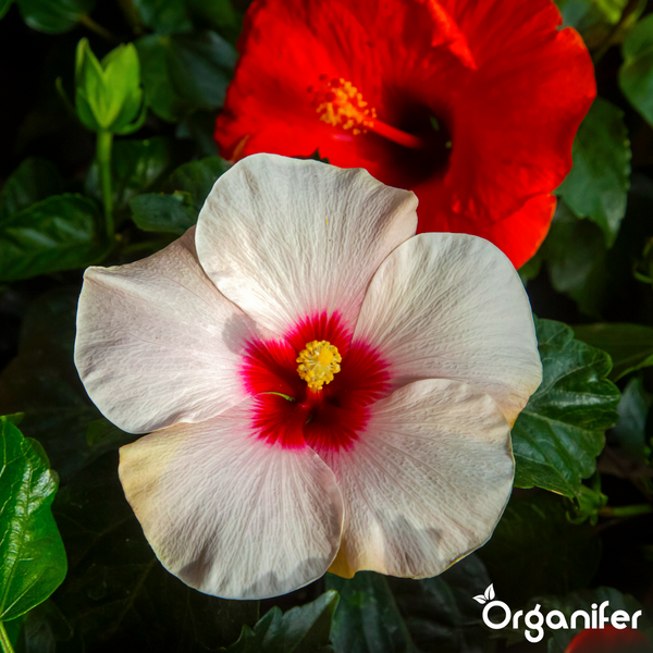 Weiße Hibiskusblüte mit roter Mitte, rote Hibiskusblüte im Hintergrund und Organifer Logo.