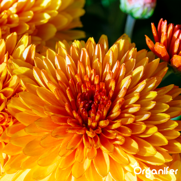 Nahaufnahme einer blühenden rosa Chrysantheme mit Organifer Logo.