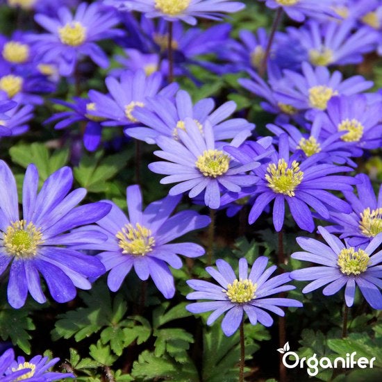 Nahaufnahme von Veilchenblauen Buschwindröschen mit gelben Blütenständen
