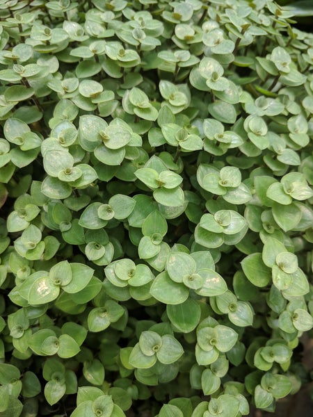 Bloomique - 3er-Set - Callisia Repens - Schildkrötenpflanze - Geeignet als Tierfutter - Zimmerpflanzen - Tierfreundlich - 10-20 cm Hoch - Topf 12 cm