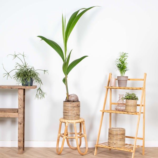 Bloomique - Cocos Nucifera - Kokospalme - Zimmerpflanzen Groß - Pflegeleicht - Haustierfreundlich - Höhe 100-120 cm - Topf 19 cm