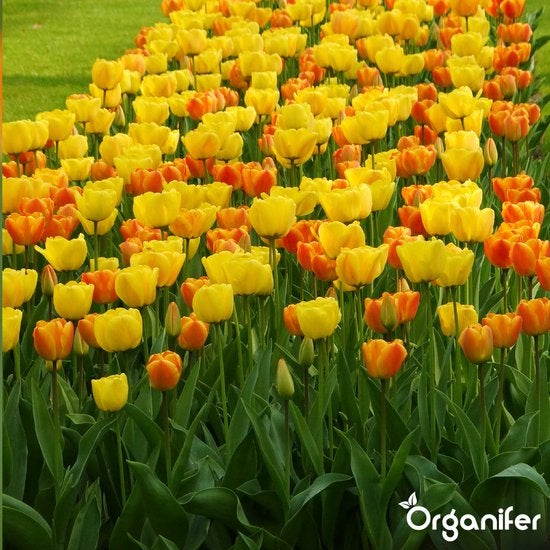 Beet mit gelben und orangefarbenen Tulpen