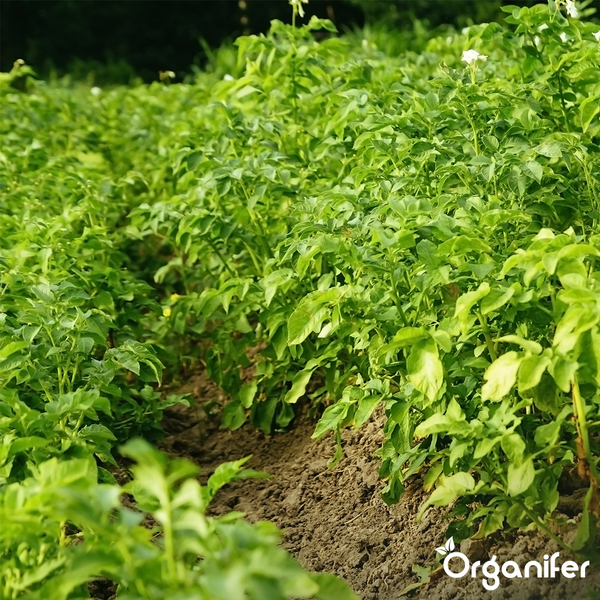 Organisierte Reihen von grünen Kartoffelpflanzen mit weißen Blüten auf einem hellen Feld. Organifer Logo.