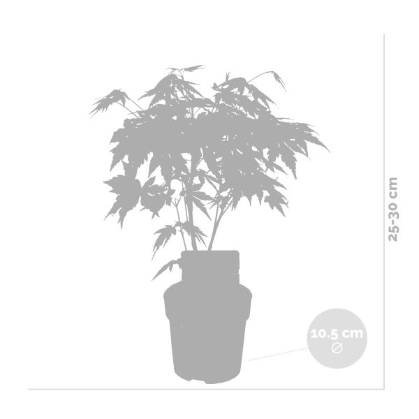 Bloomique - Acer Palmatum Orange Dream - Japanischer Ahorn - Orangefarbenes Laub - Gartenpflanzen - Winterhart - 20-30 cm Hoch - Topf 10,5 cm