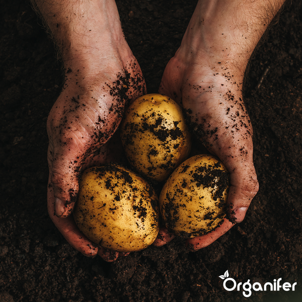 Zwei klappbare Auffahrrampen mit Spanngurten