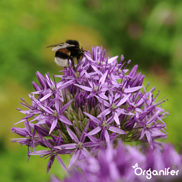 100 Allium Purple Sensation Zwiebeln (XXL-Blumenzwiebelgröße 12/+ cm) - Organifer