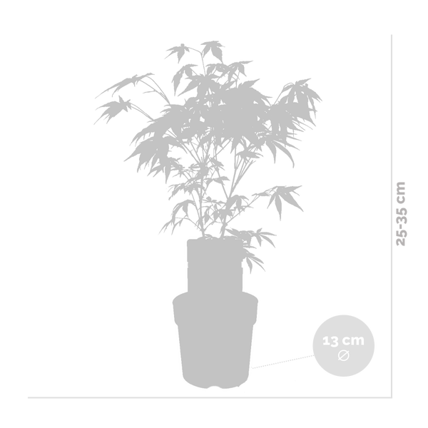 Bloomique - Acer Palmatum Atropurpureum - Japanischer Ahorn - Buntes Laub - Gartenpflanzen - Winterhart - 30-40 cm Hoch - Topf 13 cm