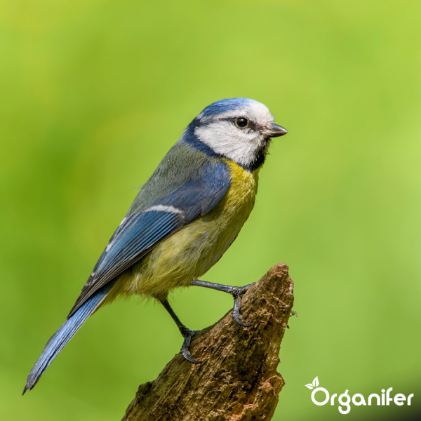 Blaumeise sitzt auf einem Ast