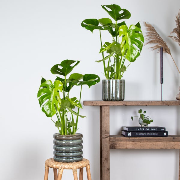 Bloomique - 2er Set - Monstera Deliciosa - Fensterblatt - Zimmerpflanzen - Pflegeleicht - Luftreinigend - Höhe 50-70 cm - Topf 17 cm
