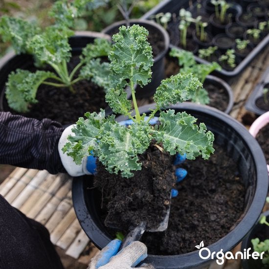 Einpflanzen von Grünkohl in einen Topf mit einer kleinen Schaufel