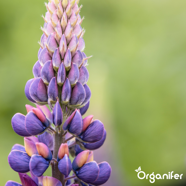 Nahaufnahme einer Lupine mit violetten und rosafarbenen Blüten, Organifer Logo.
