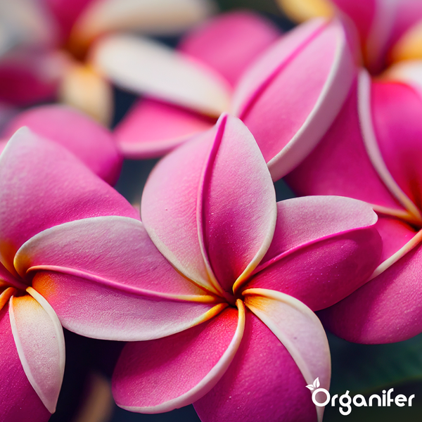Nahaufnahme von Frangipani-Blüten. Organifer Logo.
