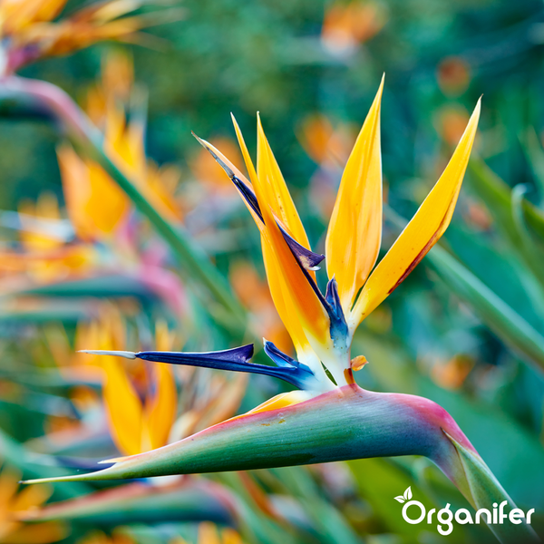 Strelitzia Paradiesvogelblume, Organifer Logo.