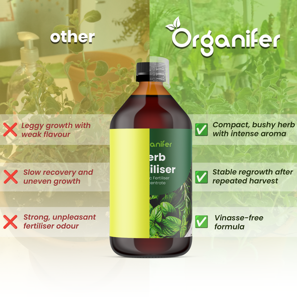 Infografik zum Vergleich von Organifer Kräuterdünger mit anderen Düngern, Vorteile wie kompaktes Wachstum, intensives Aroma und vinassefreie Formel.