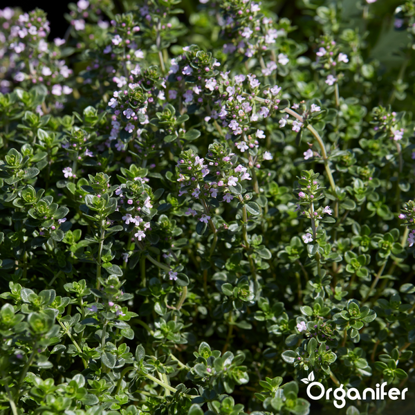 Blühende Thymianpflanze mit kleinen Blättern und Blüten. Organifer Logo.