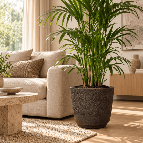 Große Zimmerpflanze in einem strukturierten Übertopf in einem hellen Wohnzimmer mit Sofa und Couchtisch.
