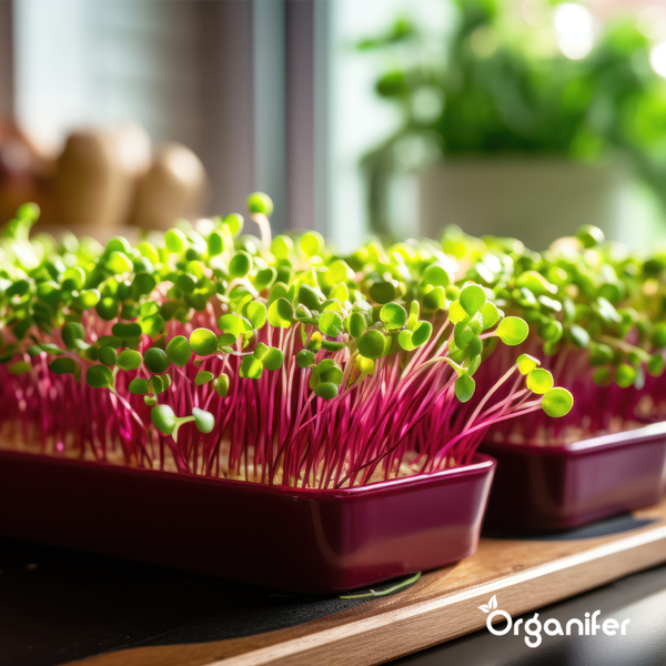 Mikrogrün (Babyleaf & Microleaf) Paket - 12 Arten - Organifer