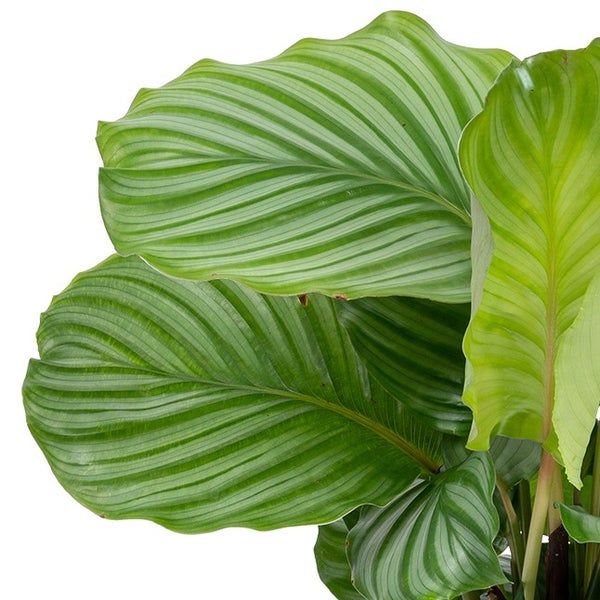 Bloomique - 2er Set - Calathea Orbifolia - Korbmarante -Zimmerpflanzen - Pflegeleicht - Luftreinigend - Haustierfreundlich - Höhe 40-50 cm - Topf 14 cm