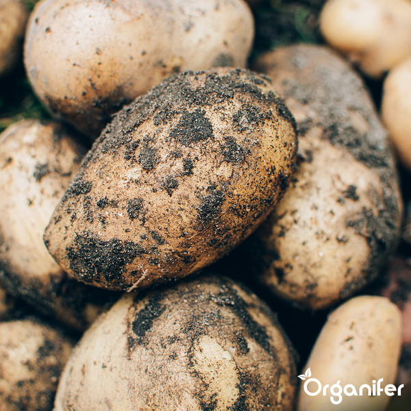 Erntefrische Kartoffeln mit Erdanhaftungen, Organifer Logo.