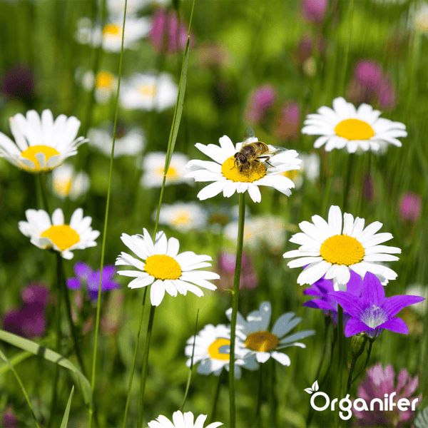 Biene auf einer Margerite in einer hellen Blumenwiese mit Wildblumen. Organifer Logo.