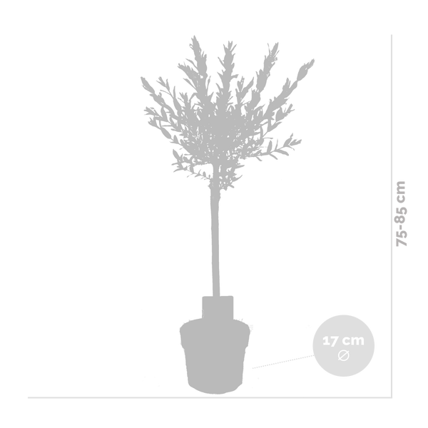 Bloomique - 2er Set - Salix Flamingo - Harlekinweide - Winterharte Balkonpflanzen - Gartenpflanzen Winterhart - Höhe 60-80 cm - Topf 17 cm
