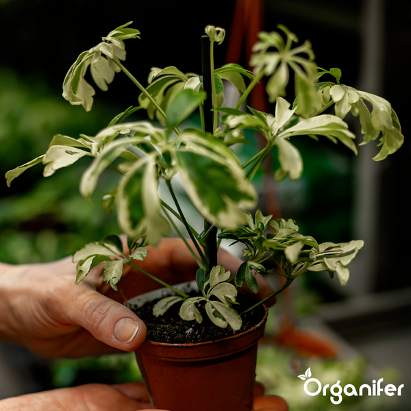Schefflera Zimmerpflanze mit panaschierten Blättern im Pflanztopf, gehalten von Händen, Organifer Logo.