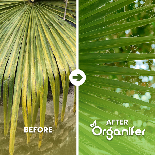 Vergleich einer Palme vor und nach der Anwendung von Organifer: Darstellung eines gelben Blattes und eines gesunden grünen Blattes. Organifer Logo.
