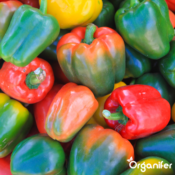 Frische Gemüsepaprika in verschiedenen Reifegraden, Organifer Logo.
