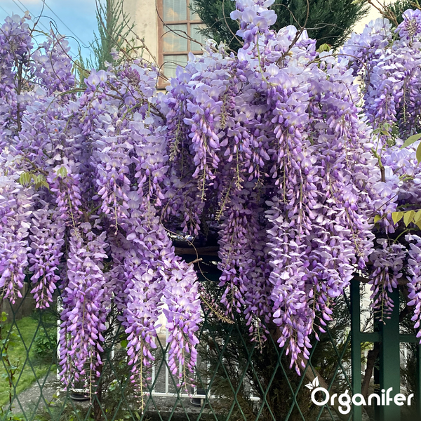 Blauregen Wisteria mit hängenden Blütentrauben an einem Zaun. Organifer Logo.