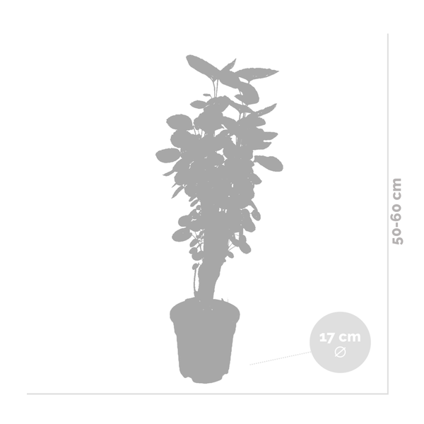 Bloomique - Polyscias Fabian - Aralie - Zimmerpflanzen - Luftreinigend - Tierfreundlich - Pflegeleicht - 50-60 cm Hoch - Topf 17 cm