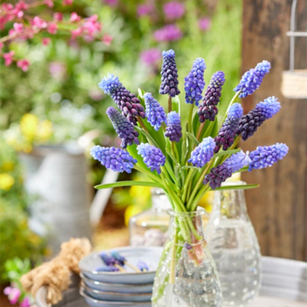 Bloomique - Mischung aus 50 - Muscari Armeniacum - Traubenhyazinthe - blaue Trauben - Blumenzwiebeln - Frühlingsblüte - mehrjährige Pflanzen - wird 10-15 cm groß