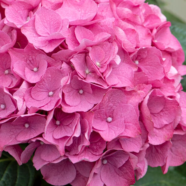 Bloomique - 3er-Set - Hydrangea Macrophylla Early Pink - Hortensie - Bauernhortensie - Gartenpflanzen - Winterhart - 20-30 cm Hoch - Topf 10,5 cm