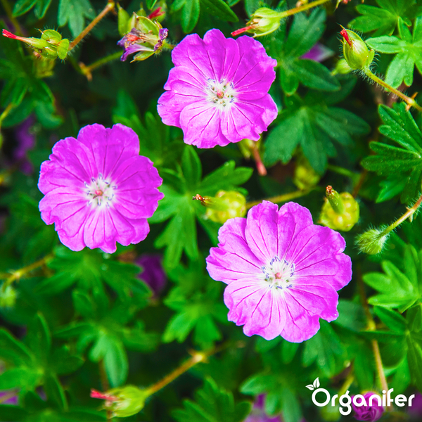 Lilafarbene Geranium Blüten mit grünen Blättern und Organifer Logo.