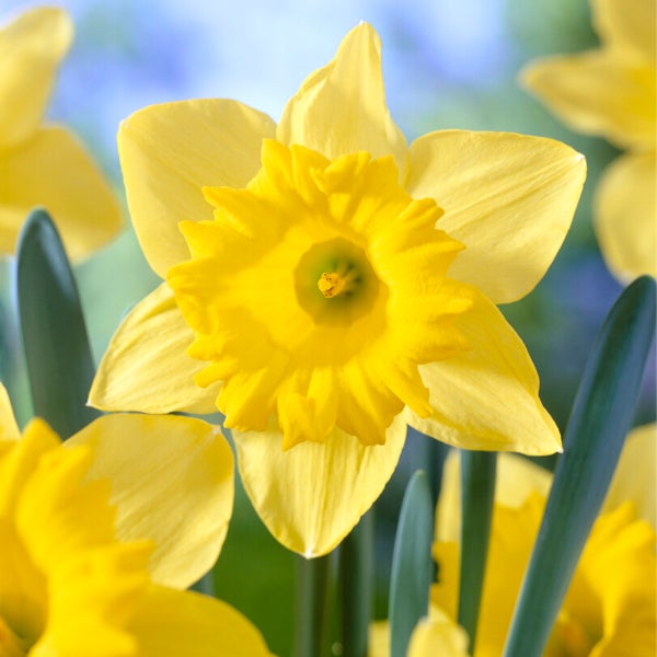 Bloomique – 15er-Mix – Narcissus Dutch Master – große gelbe Narzisse – Blumenzwiebeln – Frühlingsblüte – mehrjährige Pflanzen – wird 35–45 cm groß