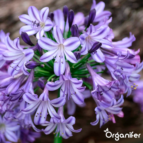 Nahaufnahme einer violetten Schmucklilie mit Blüten und Knospen an grünen Stielen, Organifer Logo.