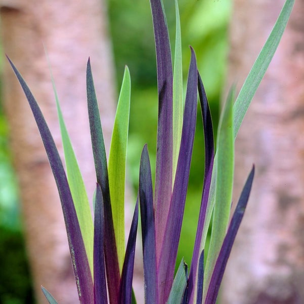 Iris 'Versicolor' – Wilde Schwertlilie – Teichpflanze – Winterhart – ⌀9 cm - ↕20-30 cm
