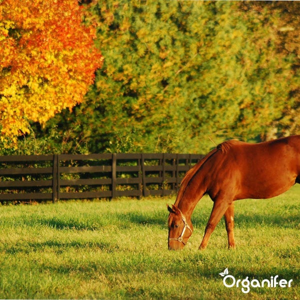 Ein Pferd grasend auf einer grünen Weide vor einem Holzzaun und herbstlichen Bäumen. Organifer Logo.
