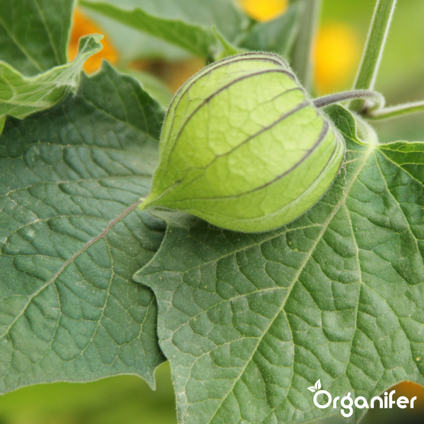 Nahaufnahme einer Physalis-Frucht in der Hülle an einer Pflanze mit Blättern. Organifer Logo.