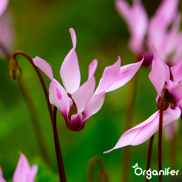 Nahaufnahme von rosa Alpenveilchen an dünnen Stielen, Organifer Logo.