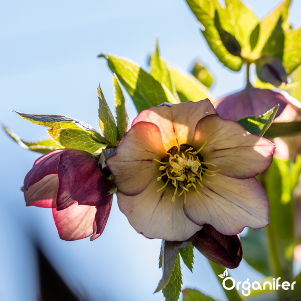 Fünf 5-Liter-Flaschen Organifer Christrosen-Dünger Konzentrat, organischer Flüssigdünger für Helleborus, ausreichend für 5000 Liter.