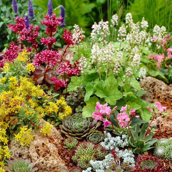 Bloomique - 6er-Mix - Sempervivum-Mischung - Hauswurz - Gartenpflanzen - Winterhart - Bodendecker - Höhe 8-12 cm - Topf 7 cm