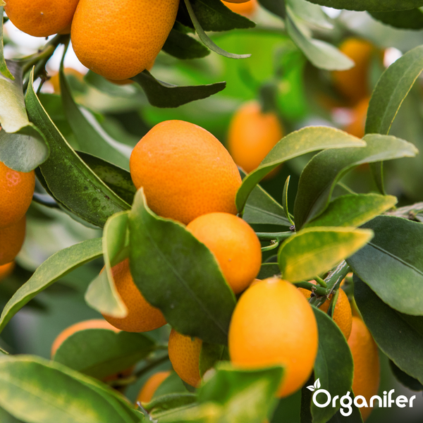 Nahaufnahme eines Kumquat-Baums mit reifen orangefarbenen Früchten und grünen Blättern. Organifer Logo.