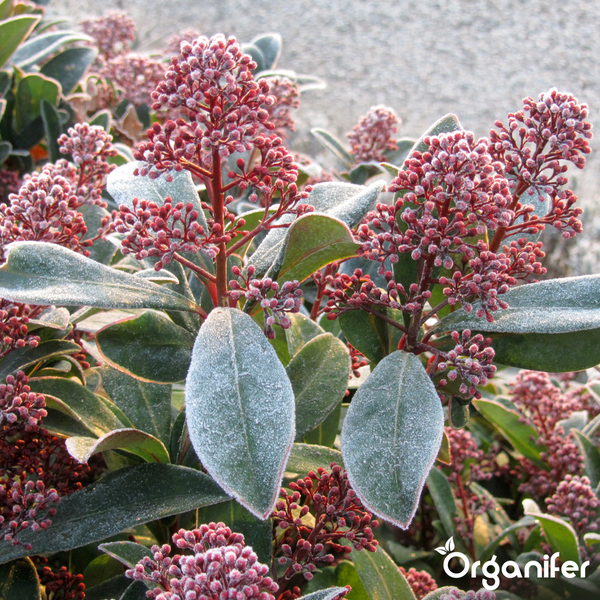 Immergrüne Skimmia japonica mit roten Blütenknospen und Reif auf den Blättern. Organifer Logo.